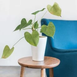 Gingko Furniture Oscar Side Table, Natural Walnut 9 Gingko Furniture Oscar Side Table, Natural Walnut -GDF sofa Shop 5bd14c0e0b23c9e5 0499 w800 h800 b0 p0